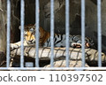 EOSR6II. Shunan Yamaguchi, tiger guarding the fence. 110397502