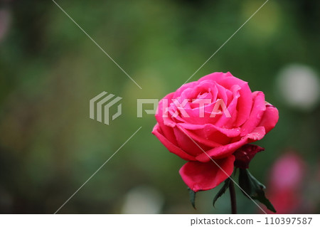 Arao City Ominous Citizen Flower Bed Rose Flower, Arao City Ominous Citizen Flower Bed Rose Flower, 110397587
