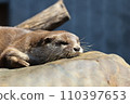 EOSR6II. Shunan Yamaguchi, the otter is awake. 110397653