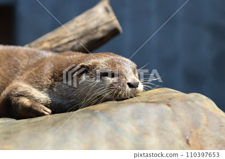 EOSR6II. Shunan Yamaguchi, the otter is awake. EOSR6II. Shunan Yamaguchi, the otter is awake. 110397653