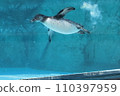EOSR6II. Shunan Yamaguchi, underwater penguin. 110397959