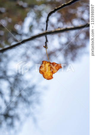 Dead leaves of lily tree with distinctive notches in the leaves 110398097