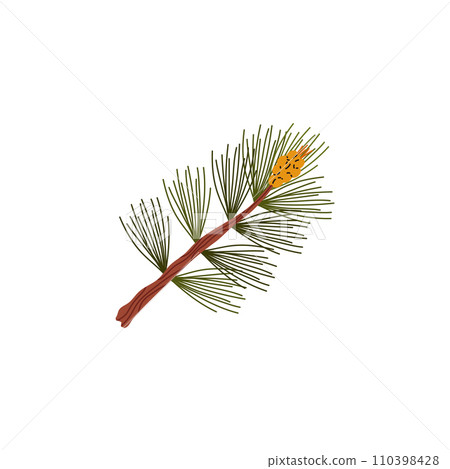 Branch of conifer tree with green needles and cone, vector forest taiga evergreen pine tree, fir, cedar or spruce twig 110398428