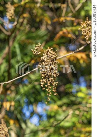 榛果是日本蠟燭的原料 110398434