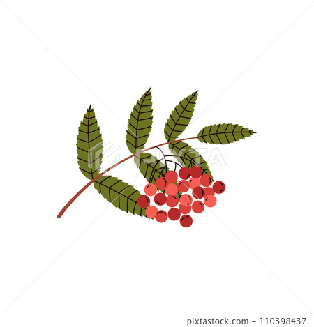 Rowan tree branch with berries and leaves vector illustration Rowan tree branch with berries and leaves vector illustration 110398437