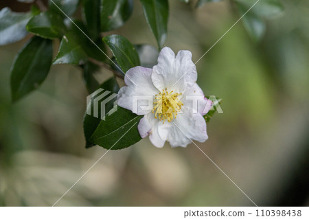 A sasanqua flower whose leaves have serrations and bloom in a flat shape. A sasanqua flower whose leaves have serrations and bloom in a flat shape. 110398438