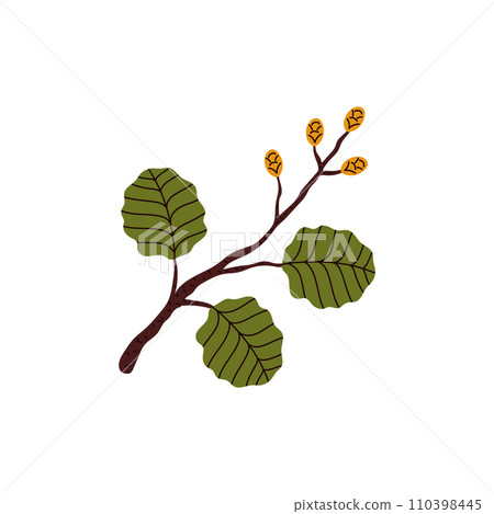 Adler tree branch with leaves and cones flat vector illustration Adler tree branch with leaves and cones flat vector illustration 110398445