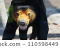EOSR6II. Shunan Yamaguchi, Arab sun bear. 110398449