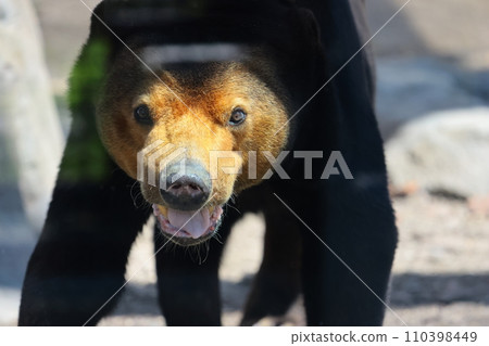 EOSR6II. Shunan Yamaguchi,阿拉伯太陽熊。 EOSR6II. Shunan Yamaguchi,阿拉伯太陽熊。 110398449