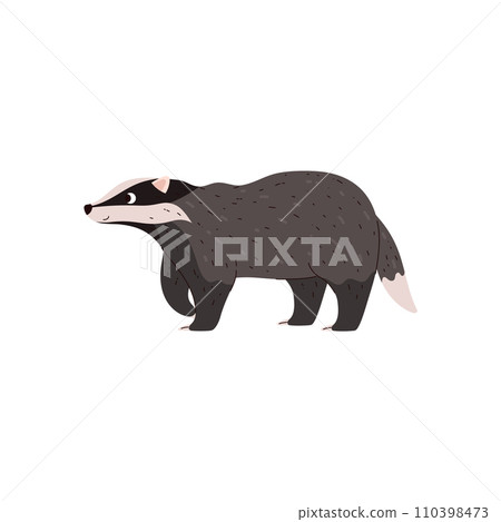 Badger vector illustration, taiga and tundra forest wild animal having gray and black wool, cartoon brock species mammal Badger vector illustration, taiga and tundra forest wild animal having gray and black wool, cartoon brock species mammal 110398473