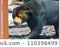 EOSR6II. Shunan Yamaguchi, sun bear with tongue out. 110398499