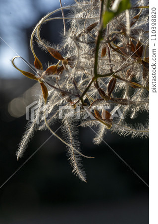 When light hits the fluff on the tips of the pygmy cranes, a fantastic sight appears. When light hits the fluff on the tips of the pygmy cranes, a fantastic sight appears. 110398820