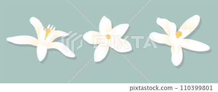 White citrus mandarin flowers. Design elements on isolated background. Vector illustration 110399801