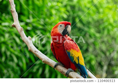 Blue-and-yellow macaw (Ara ararauna), Malagana, Bolivar department. Wildlife and birdwatching in Colombia Blue-and-yellow macaw (Ara ararauna), Malagana, Bolivar department. Wildlife and birdwatching in Colombia 110400313