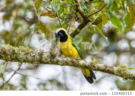 Inca jay or querrequerre (Cyanocorax yncas), Valle Del Cocora, Quindio Department. Wildlife and birdwatching in Colombia 110400315