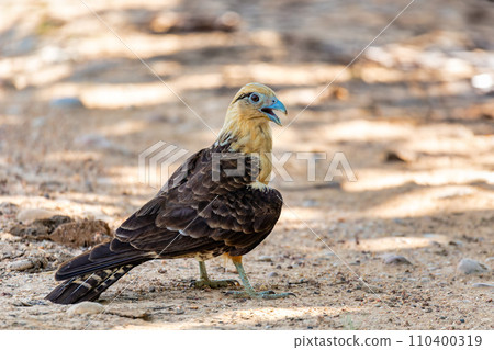 Yellow-headed caracara (Milvago chimachima), Cesar department, Wildlife and birdwatching in Colombia Yellow-headed caracara (Milvago chimachima), Cesar department, Wildlife and birdwatching in Colombia 110400319