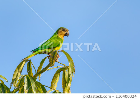 Brown-throated parakeet (Eupsittula pertinax), Bolivar department. Wildlife and birdwatching in Colombia Brown-throated parakeet (Eupsittula pertinax), Bolivar department. Wildlife and birdwatching in Colombia 110400324