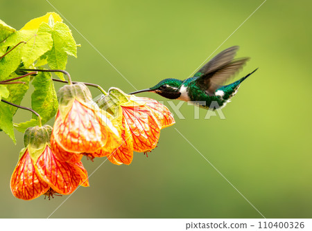 White-bellied woodstar (Chaetocercus mulsant) hummingbird. Valle Del Cocora, Quindio. Wildlife and birdwatching in Colombia. White-bellied woodstar (Chaetocercus mulsant) hummingbird. Valle Del Cocora, Quindio. Wildlife and birdwatching in Colombia. 110400326