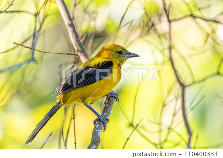 Yellow oriole (Icterus nigrogularis), Minca, Sierra Nevada, Magdalena department. Wildlife and birdwatching in Colombia 110400331
