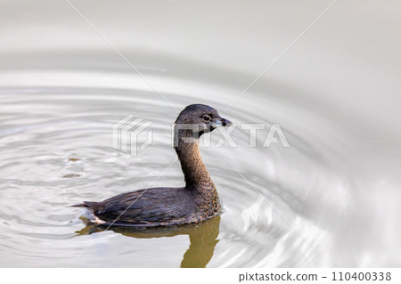 Pied-billed grebe (Podilymbus podiceps), Ecoparque Sabana, Cundinamarca department. Wildlife and birdwatching in Colombia. Pied-billed grebe (Podilymbus podiceps), Ecoparque Sabana, Cundinamarca department. Wildlife and birdwatching in Colombia. 110400338