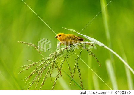 Bird Saffron finch (Sicalis flaveola). Santander department. Wildlife and birdwatching in Colombia 110400350