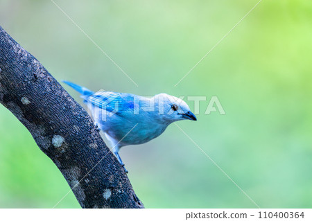 Blue-gray tanager (Thraupis episcopus). Minca, Sierra Nevada. Magdalena department. Wildlife and birdwatching in Colombia. Blue-gray tanager (Thraupis episcopus). Minca, Sierra Nevada. Magdalena department. Wildlife and birdwatching in Colombia. 110400364