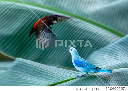 Blue-gray tanager (Thraupis episcopus) and crimson-backed tanager (Ramphocelus dimidiatus). Minca, Sierra Nevada. Wildlife and birdwatching in Colombia. 110400367