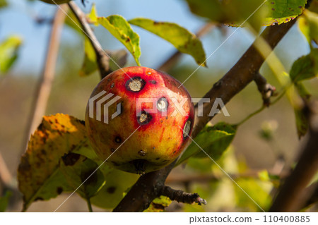 A Stack Of apple scab Diseases and Symptoms with Apple trees A Stack Of apple scab Diseases and Symptoms with Apple trees 110400885