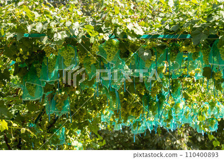 fresh bunch of white grapes on the field fresh bunch of white grapes on the field 110400893