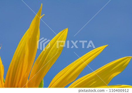 Yellow sunflowers bloom against a blue sky background Yellow sunflowers bloom against a blue sky background 110400912