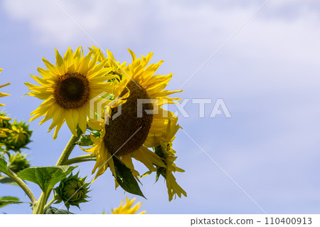 Yellow sunflowers bloom against a blue sky background 110400913
