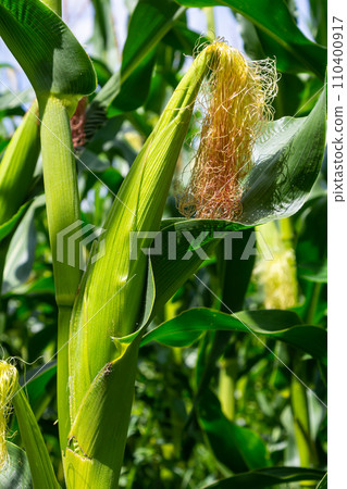 Corn field close up. Selective focus. Green Maize Corn Field Plantation in Summer Agricultural Season. Close up of corn on the cob in a field 110400917