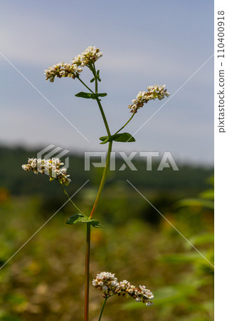 buckwheat flower on the field 110400918