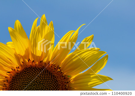 Sunflower with blue sky background Sunflower with blue sky background 110400920