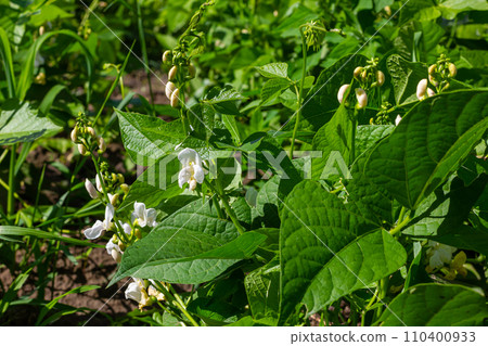 Plants of the kidney bean with flowers and young ripening pods on a plantation, view from the bottom 110400933