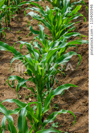 Young corn plants growing on the field on a sunny day. Selective focus 110400946