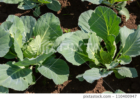young cabbage sprout on the vegetable bed young cabbage sprout on the vegetable bed 110400947