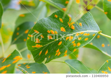 Pear leaves with pear rust infestation 110400950
