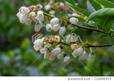 Blueberry branch Vaccinium corymbosum, which is in the stage of budding and flowering. There is a flowering branch of large blueberries. Pink blueberry buds are on a green background. selective focus Blueberry branch Vaccinium corymbosum, which is in the stage of budding and flowering. There is a flowering branch of large blueberries. Pink blueberry buds are on a green background. selective focus 110400957