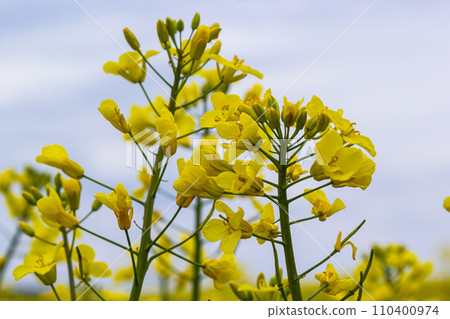 Blooming canola field and blu sky with stormy clouds 110400974