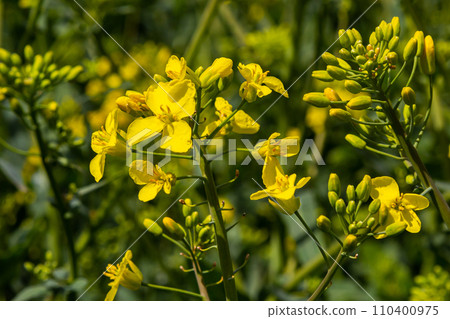 The rapeseed field blooms with bright yellow flowers on blue sky in Ukraine. Closeup 110400975
