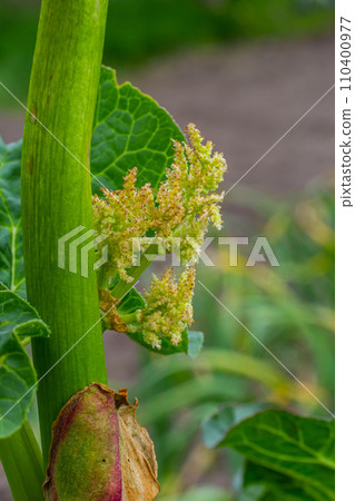 Rhubarb plant bloom closeup, Rheum australe, Indian rhubarb flower bud Rhubarb plant bloom closeup, Rheum australe, Indian rhubarb flower bud 110400977
