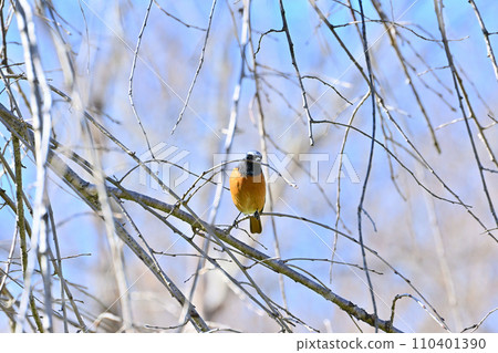 Male Daurian Redstart perched on a branch Male Daurian Redstart perched on a branch 110401390