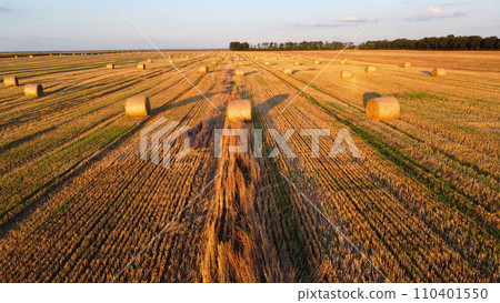 Many bales of wheat straw twisted into rolls with long shadows after wheat harvest lie on field during sunset sunrise. Flying over straw bales rolls on field. Aerial drone view. Agricultural landscape Many bales of wheat straw twisted into rolls with long shadows after wheat harvest lie on field during sunset sunrise. Flying over straw bales rolls on field. Aerial drone view. Agricultural landscape 110401550