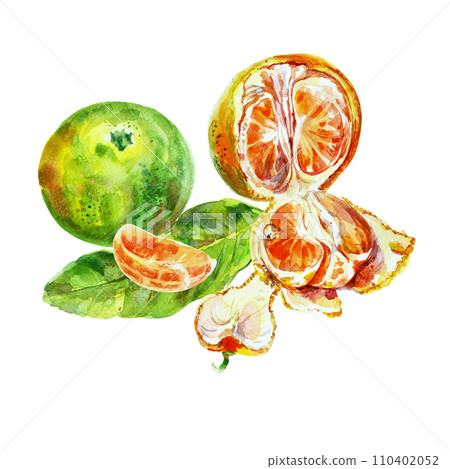 Paint of orange fruit with leaves. Watercolor hand-drawn elements. Isolated on white background. Delicious fruit clip-art illustration. Used on labels, napkins, towels, tableware, package Paint of orange fruit with leaves. Watercolor hand-drawn elements. Isolated on white background. Delicious fruit clip-art illustration. Used on labels, napkins, towels, tableware, package 110402052