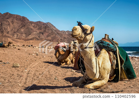 A caravan of camels rests in the desert against the backdrop of the red sea and high mountains. Egypt 110402596