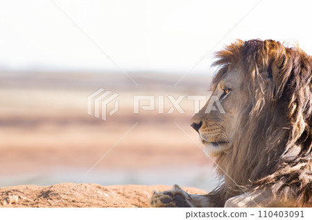 lion profile isolated on white background 110403091
