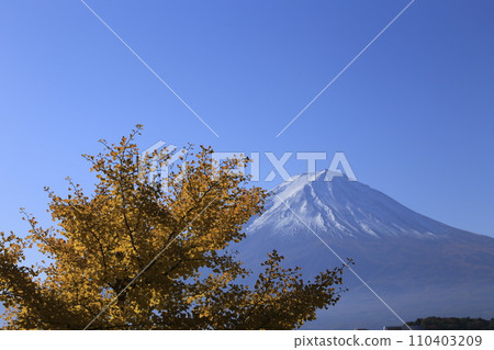 銀杏葉與秋葉和雪山 110403209