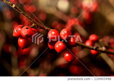 Umodokuro沒有水果 110403496