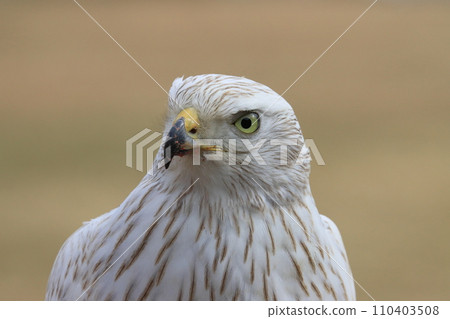 white goshawk, white great hawk, falconry great hawk white goshawk, white great hawk, falconry great hawk 110403508